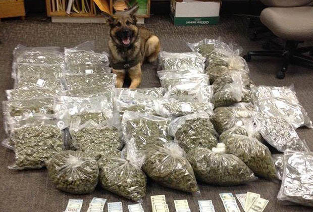 Image result for what does a drug dog do when it finds drugs