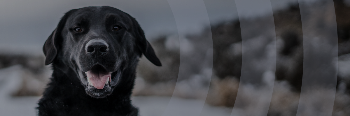 Black lab sniffing dog