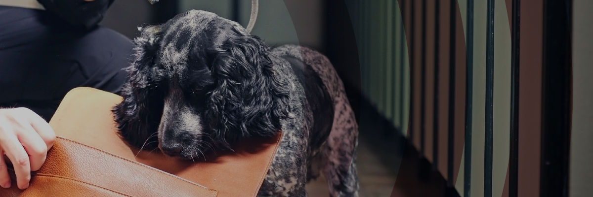 Black and White dog sniffing a tan leather bag