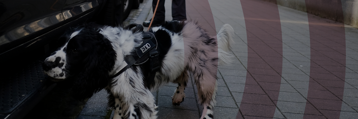 Black and White drug Dog on leash