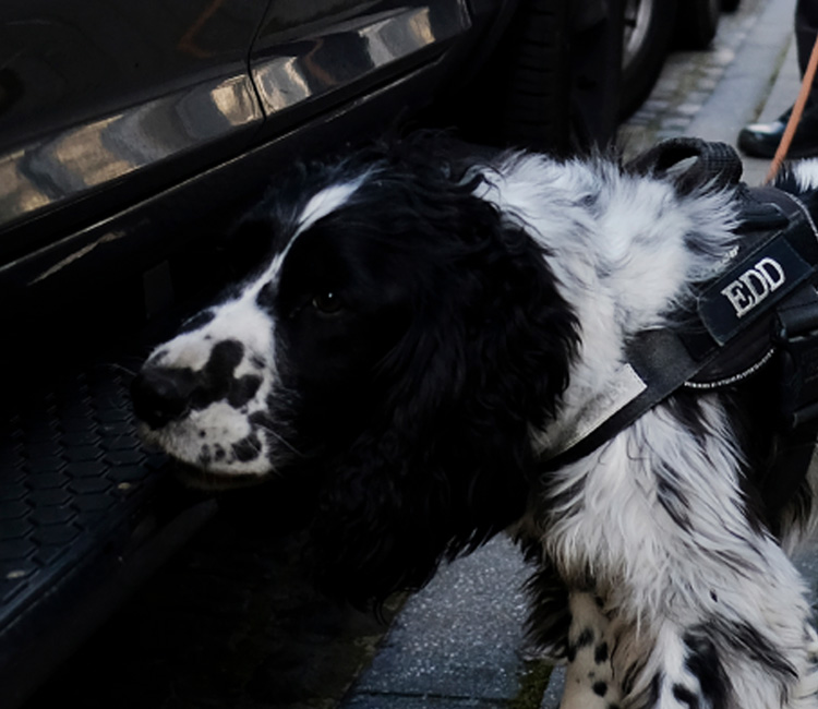 Black and White drug Dog on leash