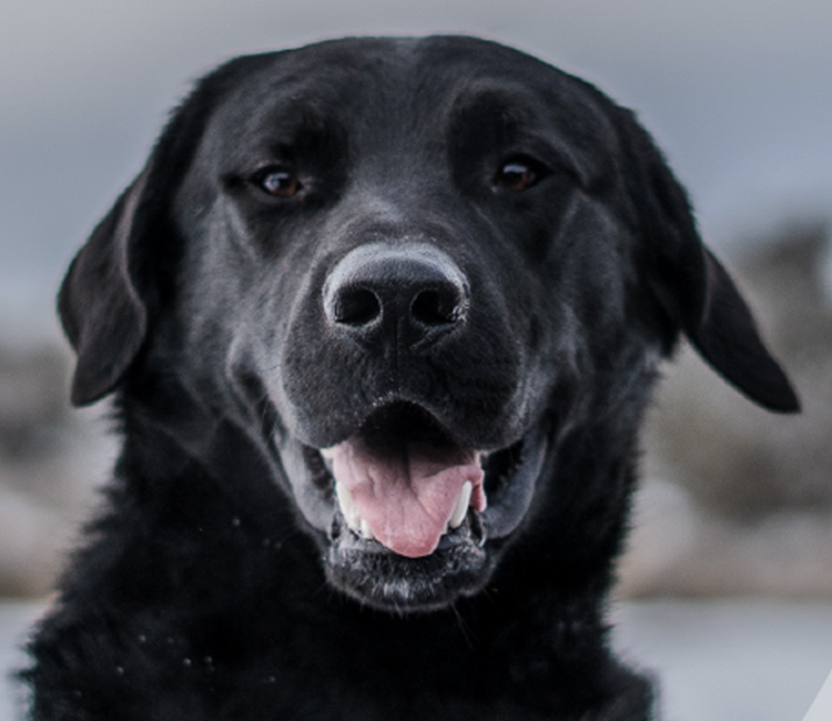 Black lab sniffing dog