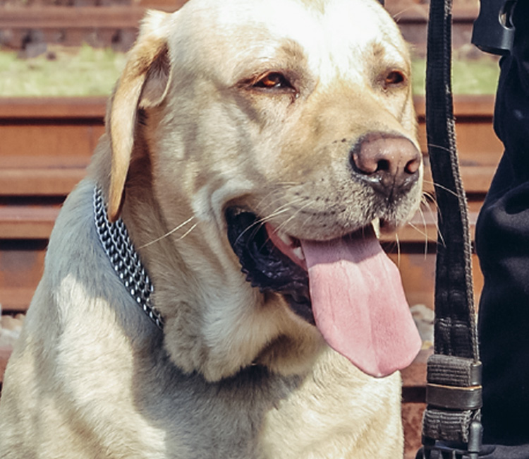 Brown K-9 detection dog