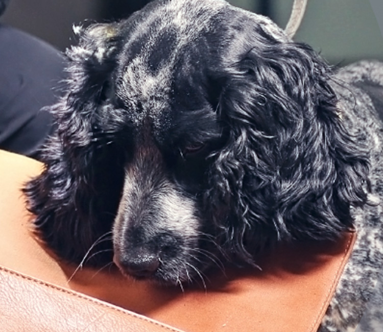 Black and White dog sniffing a tan leather bag