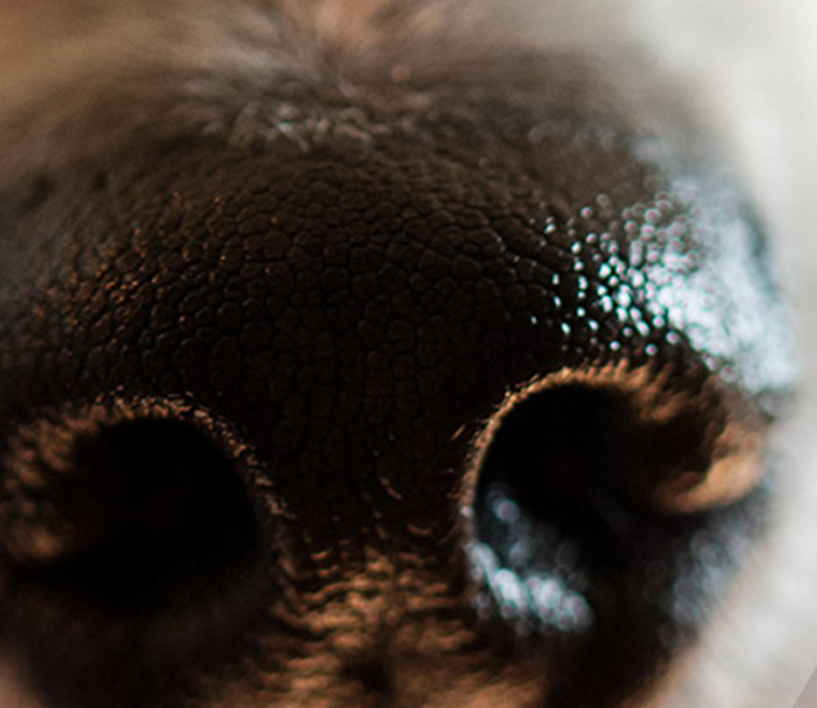 Up close image of black dog nose