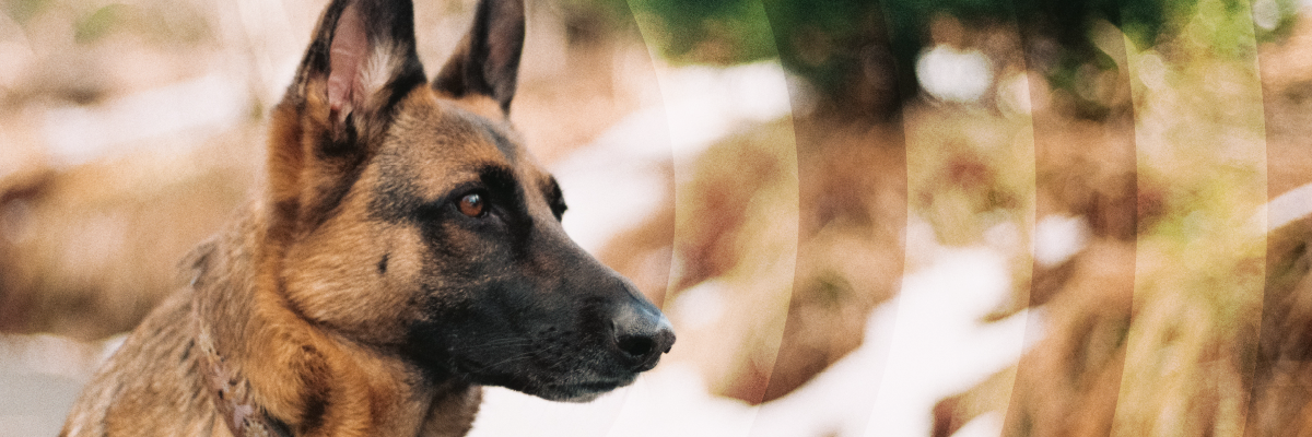 detection dog