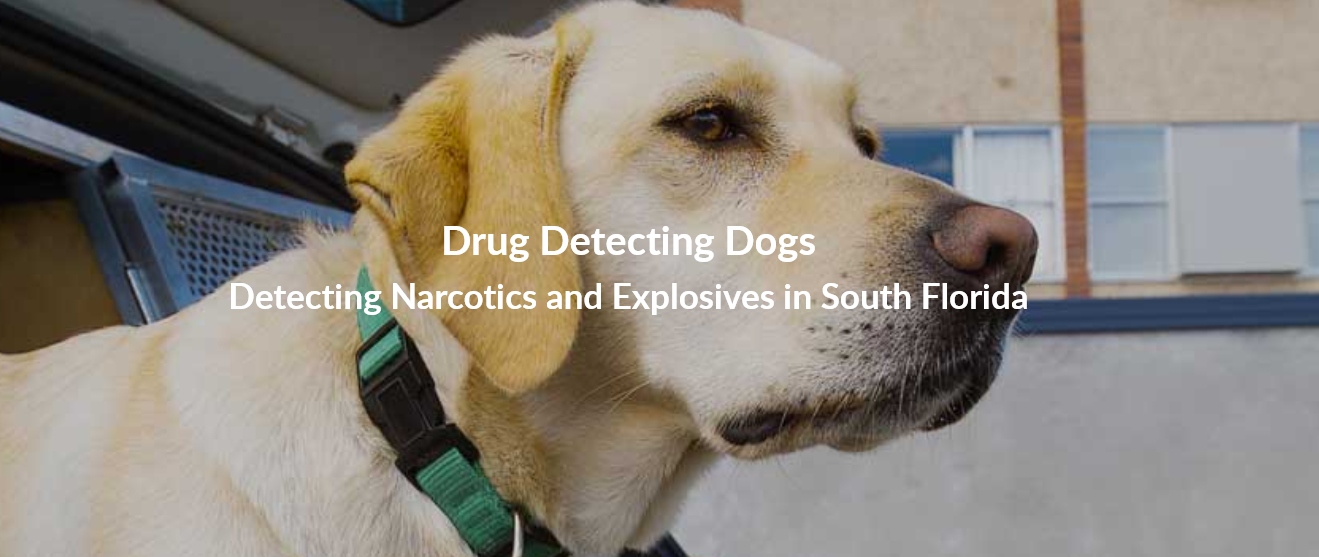 Drug Dog Detection Sniffing K9 For Hire Drug Detecting Dogs